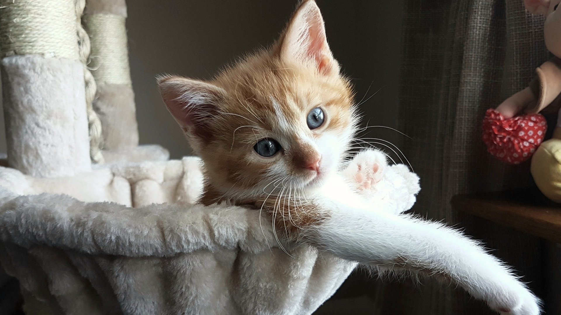 KAIYUN 中国大陆-阿尔阿赫利计划扩建主场，提升球迷体验，阿尔阿赫利利马