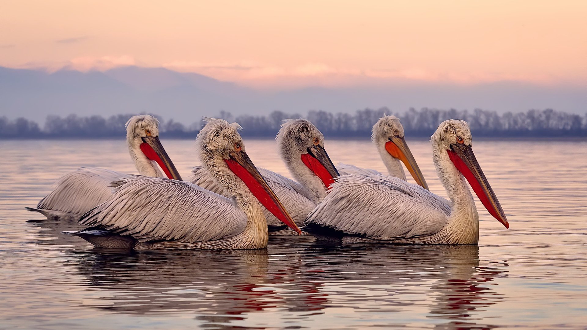 开云·体育全站登录地址-基层橄榄球发展迅速，澳大利亚青训体系全面升级，澳大利亚英式橄榄球联赛