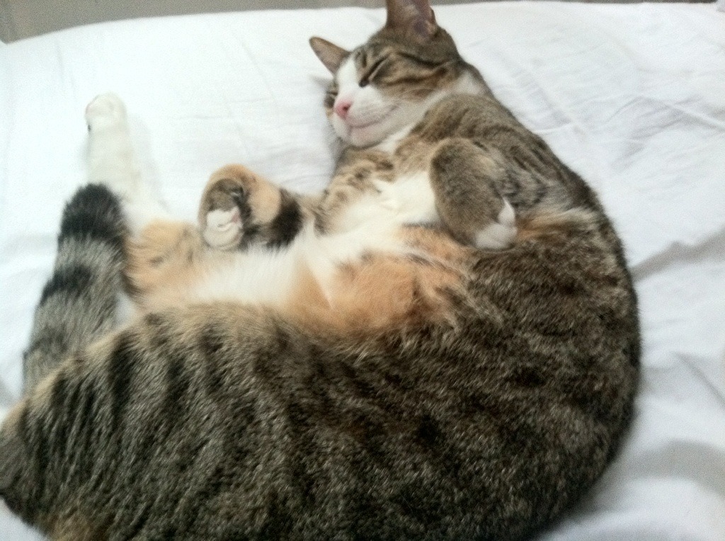 开云·体育官方网站入口-掘金替补后卫强势表现抢下关键分数，掘金后卫受伤